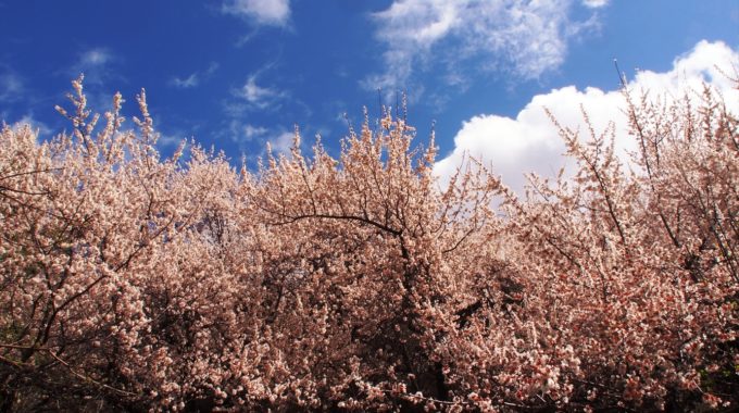 春のラダック 杏のお花見を満喫する旅 2019