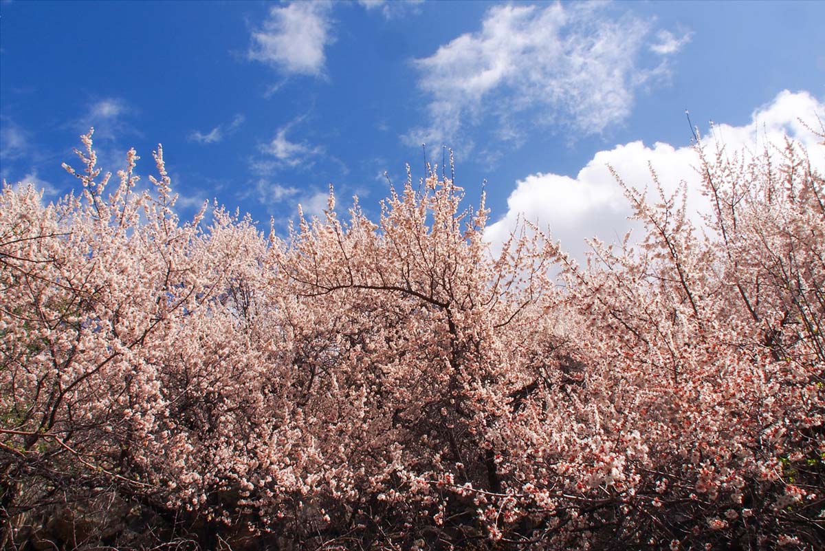 春のラダック 杏のお花見を満喫する旅 2019